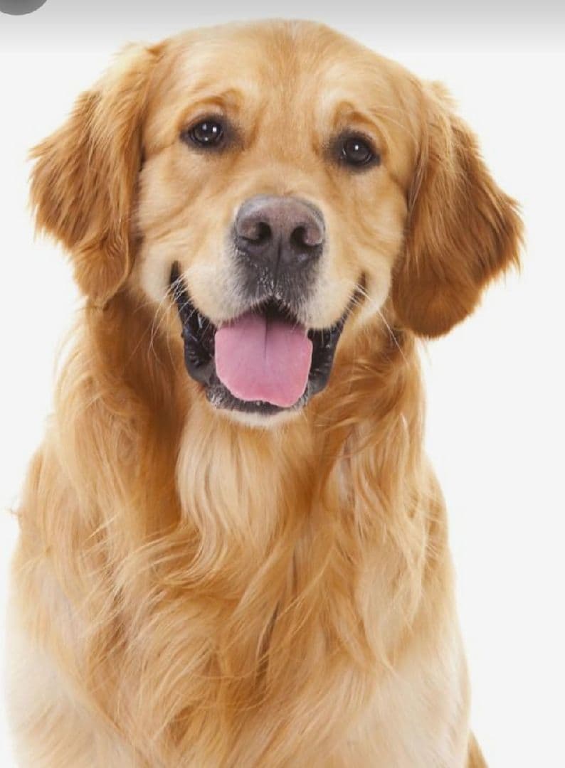 Woof Pawfection Gang 